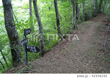 御坂黒岳分岐 御坂黒岳分岐 42936292