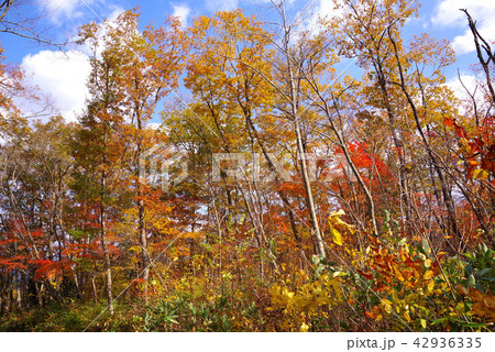 鳴子峡　大深沢遊歩道の紅葉 42936335