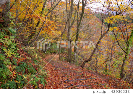 鳴子峡 大深沢遊歩道の紅葉 鳴子峡 大深沢遊歩道の紅葉 42936338