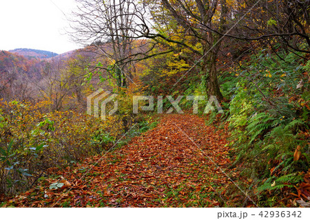 鳴子峡　大深沢遊歩道の紅葉 42936342