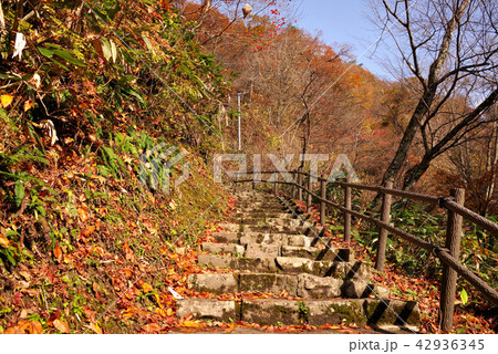 鳴子峡　大深沢遊歩道の紅葉 42936345