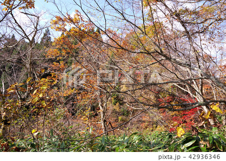 鳴子峡 大深沢遊歩道の紅葉 鳴子峡 大深沢遊歩道の紅葉 42936346
