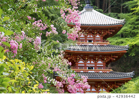 岩船寺塔 百日紅 岩船寺塔 百日紅 42936442