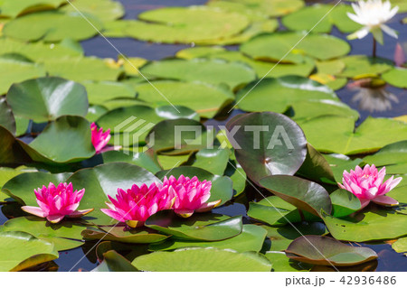 スイレン 福島 照南湖 42936486