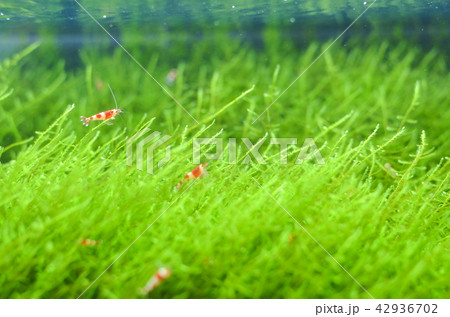 レッドビーシュリンプ 42936702