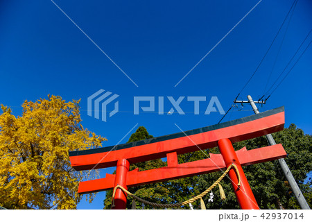 千代保稲荷　赤い鳥居　黄葉したイチョウの木 42937014