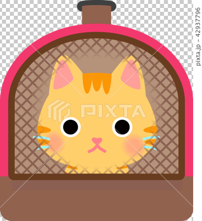 Cat that entered pet carry Cat that entered pet carry 42937796