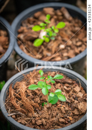Green tree in pot with brown coconut shell residu Green tree in pot with brown coconut shell residu 42938134