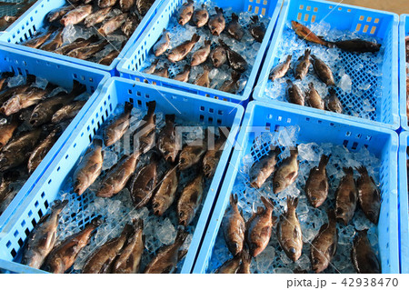 漁港に水揚げされた魚 漁港に水揚げされた魚 42938470