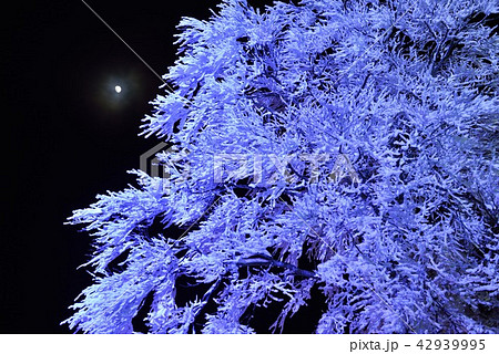 月と樹氷 42939995
