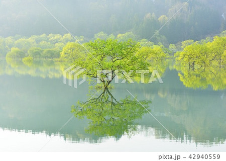 白川湖の水没林 42940559