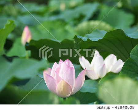 レンコンの花 レンコンの花 42940609