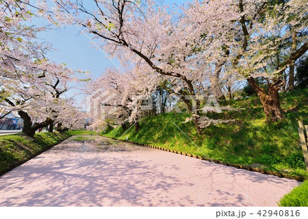 弘前城の桜と花筏 42940816