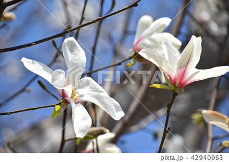 コブシ(辛夷) コブシ(辛夷) 42940963