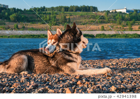 Dog put his head on other dog's back. Copy space. Dog put his head on other dog's back. Copy space. 42941398