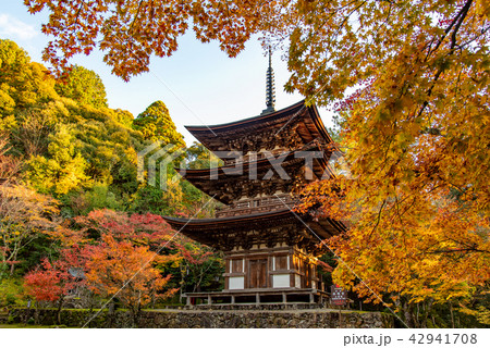 湖東三山　西明寺　三重塔と紅葉 42941708