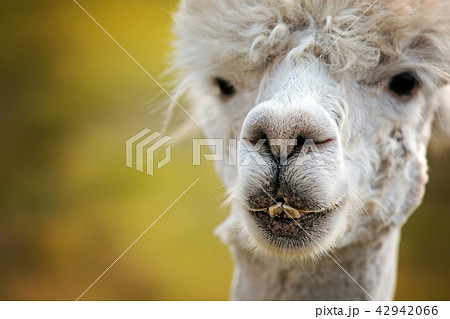 Alpaca With A Fly Caught On Its Tongue 42942066