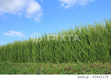 稲穂　青空　秋田県　あきたこまち　8月 42942179