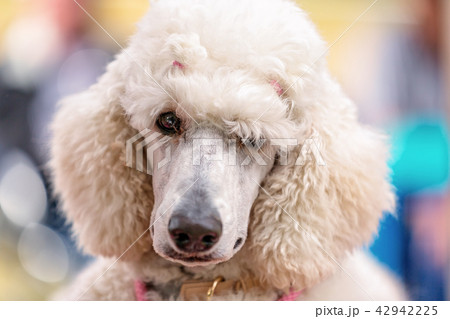 Standard White Poodle At Country Dog Show Standard White Poodle At Country Dog Show 42942225