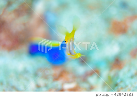 ハナヒゲウツボ 42942233