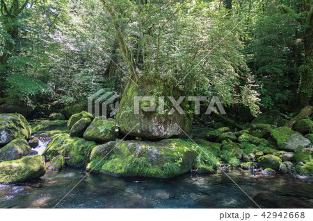 菊池渓谷 42942668