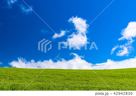《北海道》大空と大草原《美瑛》 42942830