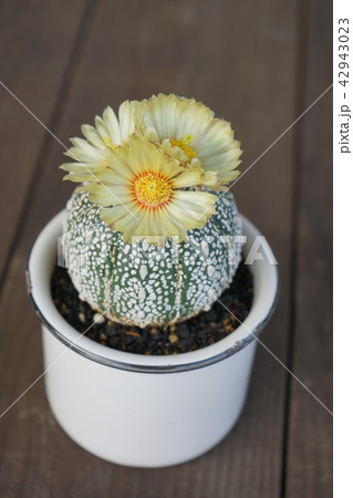 スーパー兜の花 スーパー兜の花 42943023