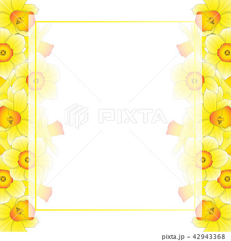 Yellow Daffodil - Narcissus Banner Card Border Yellow Daffodil - Narcissus Banner Card Border 42943368