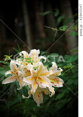 山百合 山百合 42943547