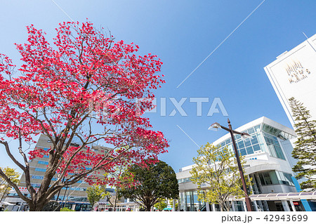 青森県八戸市　八戸駅東口前 42943699