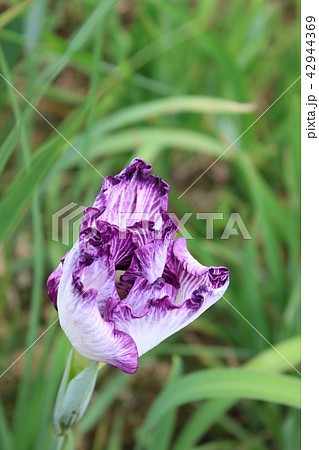 あやめ 42944369
