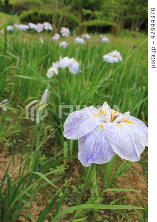 あやめ 42944370