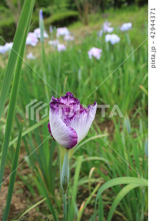 あやめ 42944371