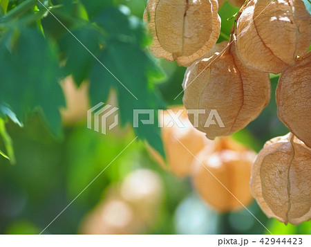 かわいいフウセンカズラ かわいいフウセンカズラ 42944423