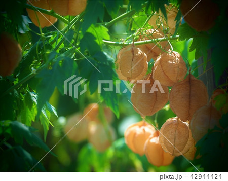 かわいいフウセンカズラ 42944424