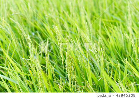 稲　稲穂　田　田んぼ 42945309