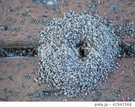 アリの巣 アリの巣 42945568