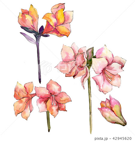 Watercolor orange amaryllis flower. Floral botanical flower. Isolated illustration element. Watercolor orange amaryllis flower. Floral botanical flower. Isolated illustration element. 42945620
