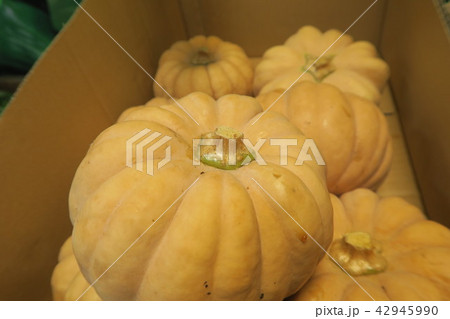 かぼちゃ 42945990