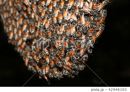 Close up group bee in honeycomb on tree Close up group bee in honeycomb on tree 42946103