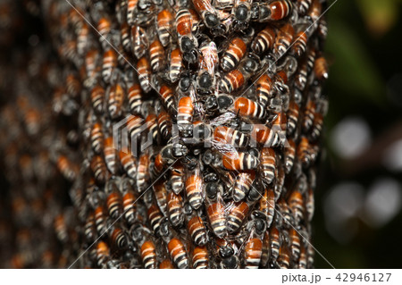 Close up group bee in honeycomb on tree Close up group bee in honeycomb on tree 42946127