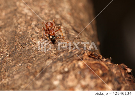 Red ant on tree in garden 42946134