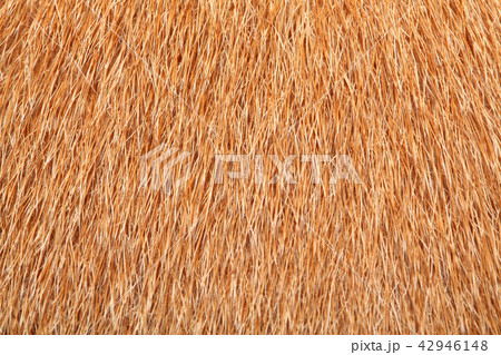 close up brown dog skin for texture 42946148