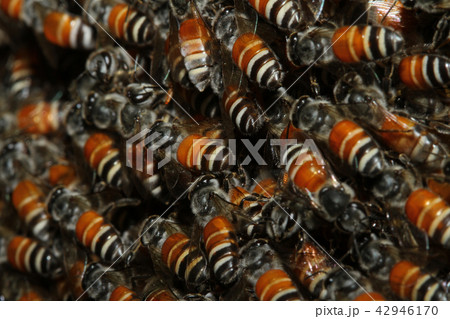 Close up group bee in honeycomb on tree Close up group bee in honeycomb on tree 42946170