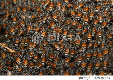 Close up group bee in honeycomb on tree Close up group bee in honeycomb on tree 42946175