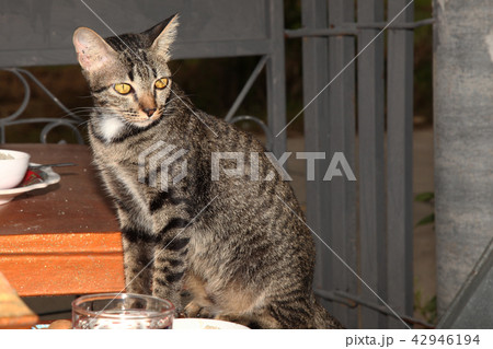 The cat is sitting on table 42946194