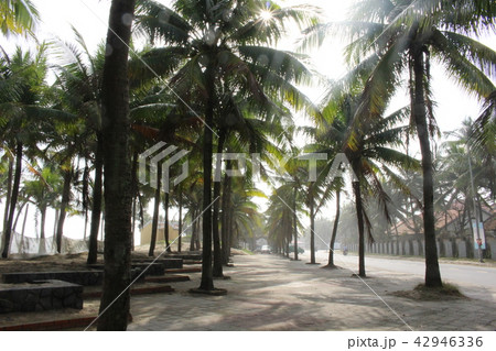 ヤシ街道 42946336