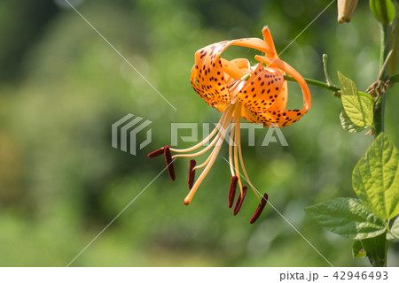 コオニユリ 42946493