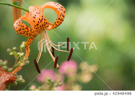 コオニユリ コオニユリ 42946496