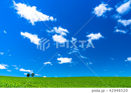 《北海道》美瑛・親子の木と夏の空 42946520